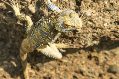 What Are the Adaptations a Lizard Has That Allow It to Live in the Desert? | Sciencing