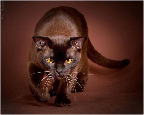 20 Chocolate Burmese ideas | burmese cat, cute cats, cats