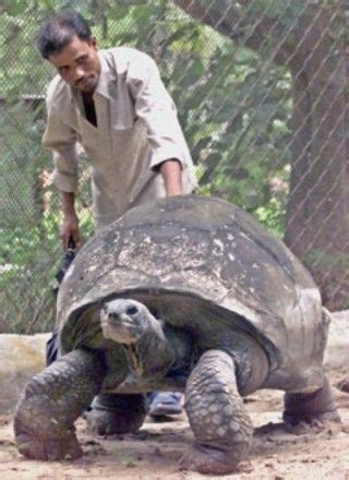 Adwaita the tortoise lived to be 255 years old! | Galapagos tortoise ...