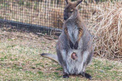 Wallaby: Description, Species, Size, Habitat and Facts | Wallaby, Habitats, Marsupial