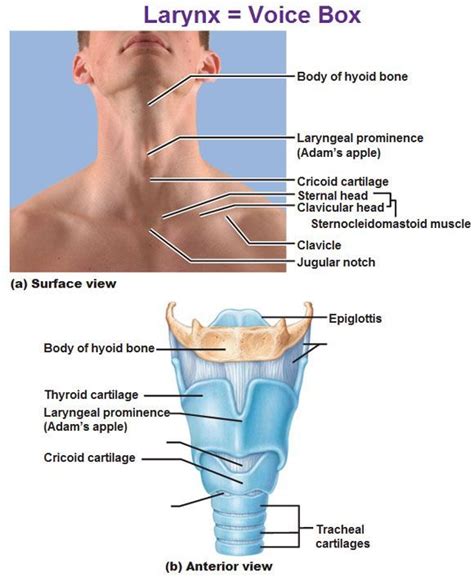 Labelled Diagram Of Voice Box