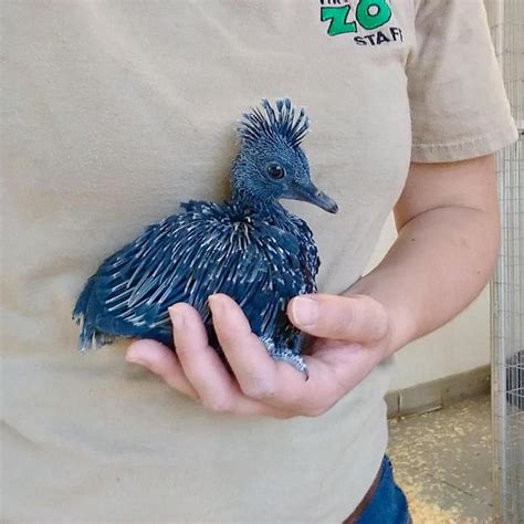 New baby Victoria crowned pigeon at Virginia Zoo