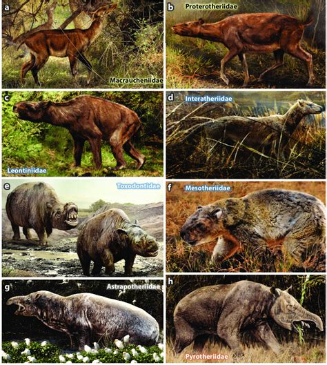 Life reconstructions of South American native ungulates (SANUs ...