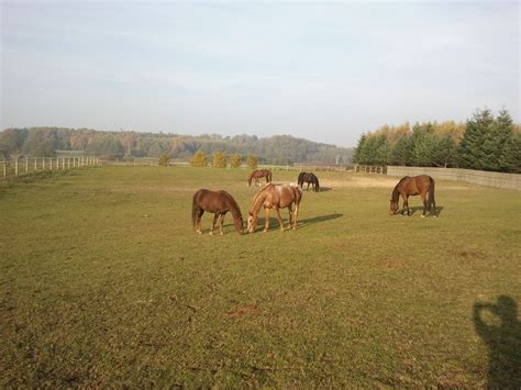 Jesień na pastwisku | Gospodarstwo Agroturystyczne Stary Łoskoń