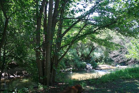 TREES & VEGETATION ON RIVERBANK Free Stock Photo - Public Domain Pictures