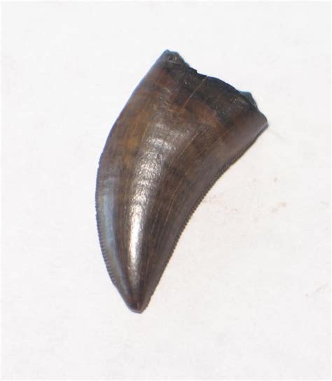 RAPTOR TOOTH DROMAEOSAUR TOOTH