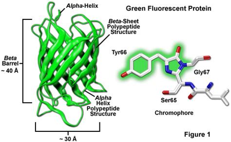 ZEISS Microscopy Online Campus | Introduction to Fluorescent Proteins