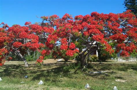 Taste Of Grand Bahama: Royal Poinciana Season