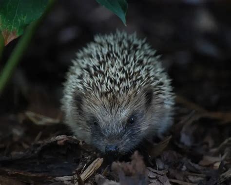 European Hedgehog | Mammals Wiki | Fandom