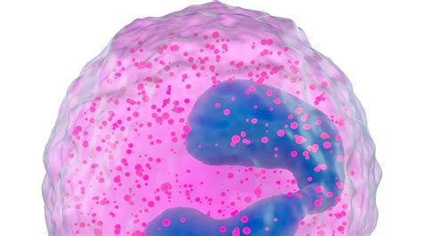 Eosinophils: Eosinophil Origin, Function and Related Conditions Including Eosinophilia ...