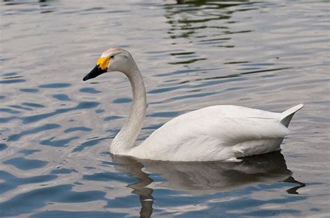 Bewick's Swan | Bird Identification Guide | Bird Spot