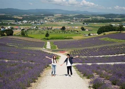 Hokkaido Lavender Fields: 6 Best Places in Furano to See Japan's ...