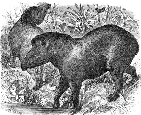 tapir illustration ma161A - Classroom Clip Art