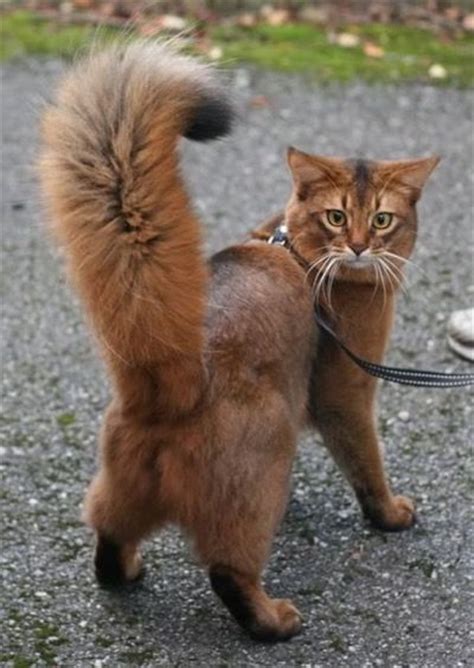 10 Amazing Cats With The Longest Tails – Viral Cats Blog
