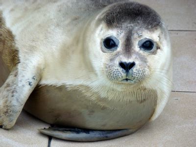 Mediterranean Monk Seal - Facts, Habitat and Pictures