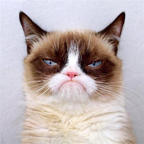 Grumpy Cat Blank Template - Imgflip