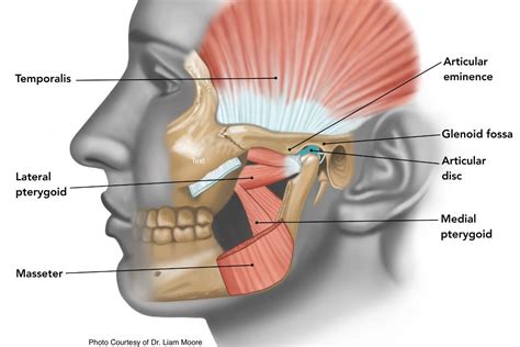 Chin Anatomy