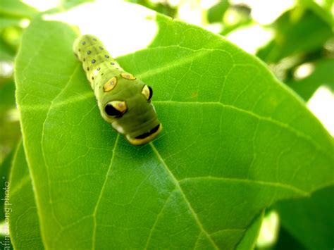 Spicebush caterpillar will turn into a beautiful butterfly. A great ...