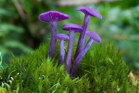 3 Types of Purple Mushrooms - A-Z Animals