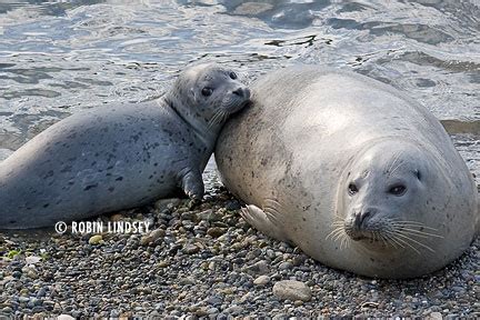 About Harbor Seals