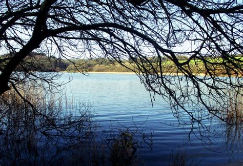 Cornwall, Loe Lake stock photo. Image of calm, tree - 124788398