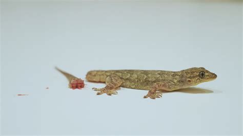 Matchless Tips About How To Keep A Lizard Alive - Strangertourist2