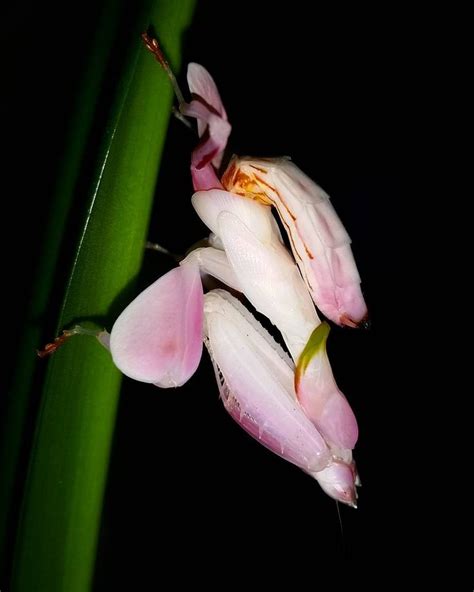 Matthew Nochisaki on Instagram: “The Orchid mantis is easily the most ...