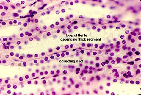 Nephron Histology Labeled