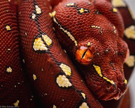 Biak Green Tree Python - Red Neonate : r/reptiles