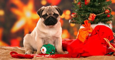 Consejos para recibir la visita de perros en Navidad