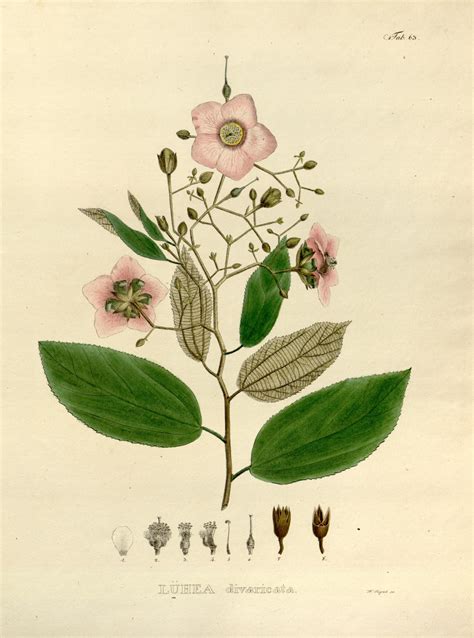 v.1 (plates) - Nova genera et species plantarum - Biodiversity Heritage Library | Botanical ...