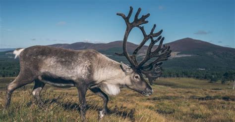 12 Incredible Reindeer Facts for Christmas - A-Z Animals