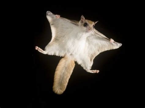 Unexpected Plants and Animals of Indiana: Southern flying squirrel