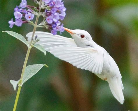 15 Rare And Unique Albino Animals - Unbelievable Facts