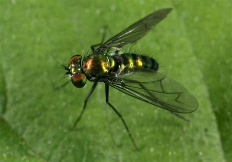 Brachycera | Condylostylus sp | Long-Legged Fly | 5.129