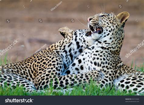 Two Young Leopard Cubs Playing Stock Photo 94151044 : Shutterstock