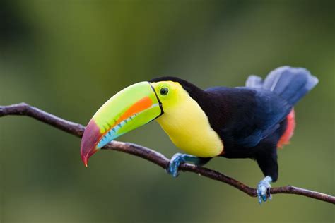 Amazon Rainforest Toucan | RAINFOREST ANIMAL