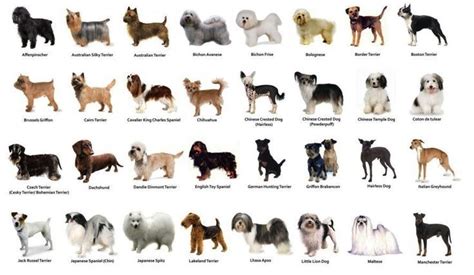 15 Best Small Dog Breeds List With Pictures 2020 - Riset