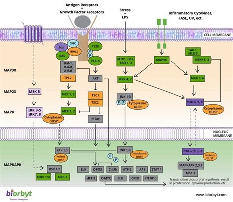 MAPK Signaling Pathway | Biorbyt