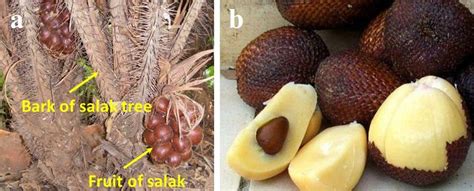 Salak (Salacca zalacca): a) tree, b) fruit | Download Scientific Diagram