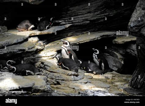 Magellanic Penguin, Oceanario de Lisboa, Lisbon Oceanarium, Peter ...