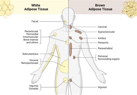 Adipose Tissue Physiology - My Endo Consult