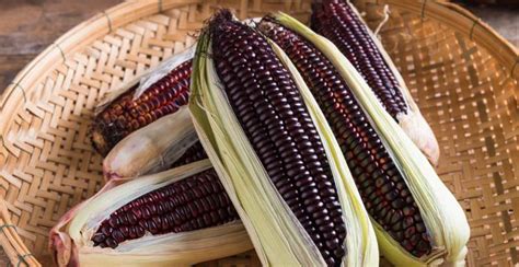 Purple Corn: Description, Flavor, Benefits, And Uses - Gardeners' Magazine