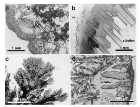 Optical microscopy micrographs of salt crystallization in a saturated... | Download Scientific ...