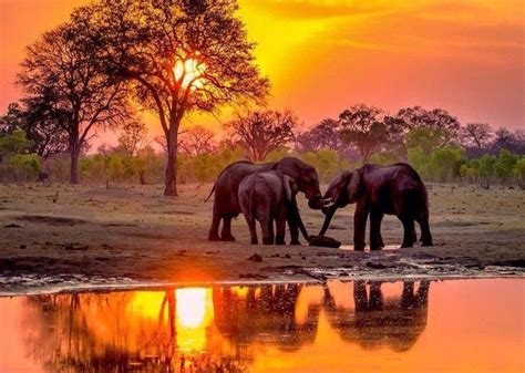 Elephant sunset 🐘.. | Elephant, Elephants photos, African elephant