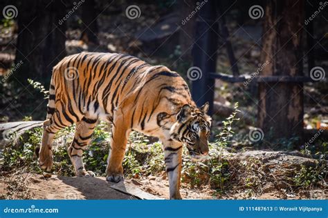 Indochinese tiger stock image. Image of found, walking - 111487613