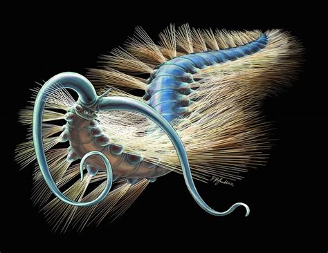 508-Million-Year-Old Bristly Worm Helps Solve an Evolutionary Puzzle | Live Science