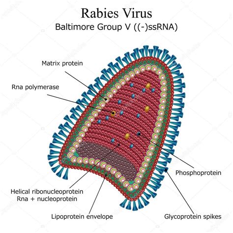 Diagram of Rabies virus particle structure ⬇ Vector Image by © Moonnoon | Vector Stock 39585469