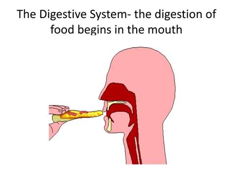 PPT - The Digestive System- the digestion of food begins in the mouth ...