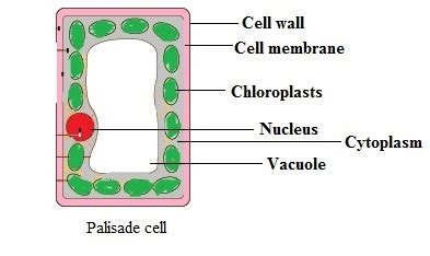 Palisade Cell Model